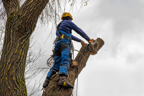 Best Tree Trimming and Pruning  in Tano Road, NM