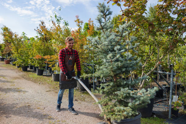 Organic Lawn Care Solutions in Tano Road, NM